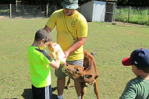 A camp counselor helping a young boy in a neon green shirt bottle-feed a small brown calf in a grassy pen.